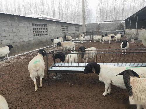 杜泊羊养殖视频,从视频中学养殖技巧