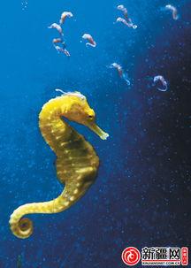 成人吃小海马好吗视频,揭秘成人食用小海马的益处与注意事项