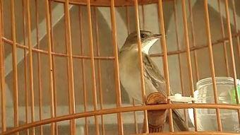 打笼捕黄雀视频,揭秘传统打笼捕鸟技艺的惊险瞬间