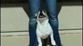 训狗训成人搞笑视频,训狗成人的欢乐日常