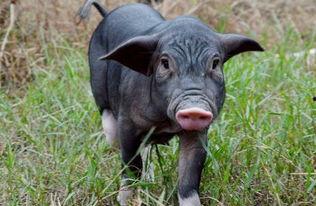 黑猪化成人形视频播放,奇幻变身视频背后的神秘故事